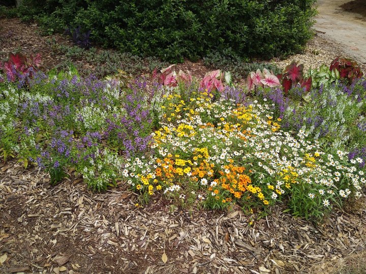 flower walk in South Carolina