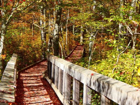 This Beautiful Boardwalk Trail In Rhode Island Is The Most Unique Hike Around