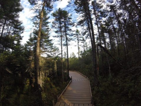 This Beautiful Boardwalk Trail In Maine Is The Most Unique Hike Around