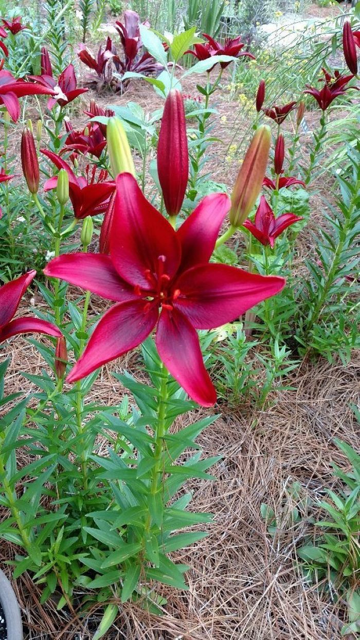 flower walk in South Carolina