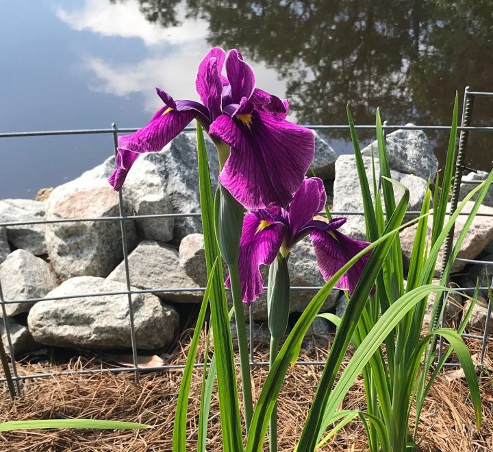 flower walk in South Carolina