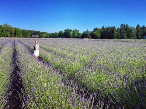 One Of The Largest Lavender Farms In The Country Is Hiding Right Here In New York