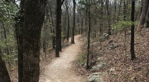 The Ancient Forest In Arkansas That's Right Out Of A Storybook