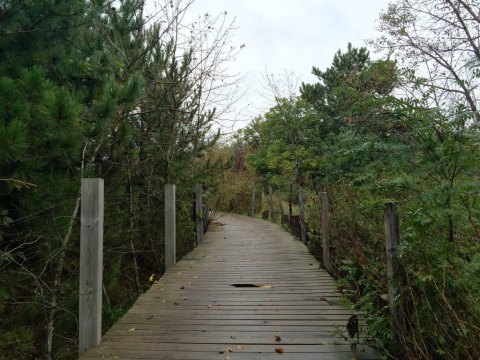 This Beautiful Boardwalk Trail In Minnesota Is The Most Unique Hike Around