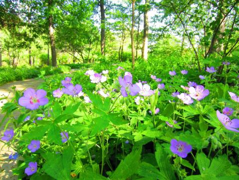 This Easy Wildflower Hike In Missouri Will Transport You Into A Sea Of Color