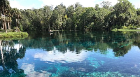 The Unique Florida Spring That’s Home To Hundreds Of Monkeys