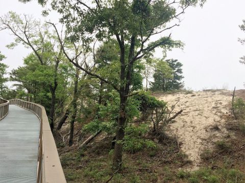 This Beautiful Boardwalk Trail In Delaware Is The Most Unique Hike Around