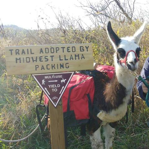 Go Llama Hiking Through The Forest On This Unforgettable Wisconsin Adventure