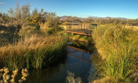 The World’s Rarest Fish Can Be Found Right Here In Nevada And You’ll  Want To Find It