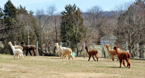 There’s An Alpaca Farm In Maryland And You’re Going To Love It