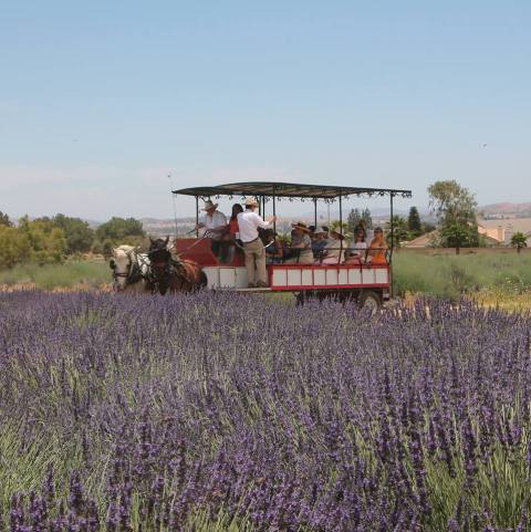 There's A Lavender Festival In Southern California And It's The Dreamiest Place On Earth