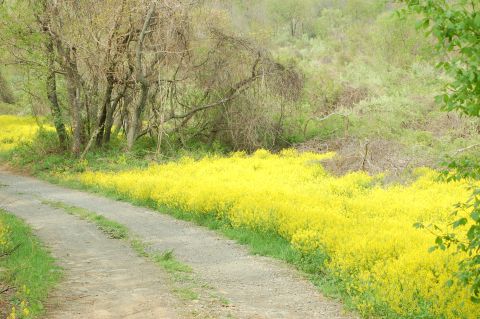 This Easy Wildflower Hike In Virginia Will Transport You Into A Sea Of Color