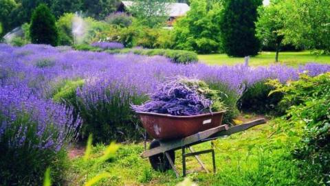 The Lavender Festival In Delaware That’s Unlike Any Other