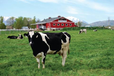 Dine With The Dairy Cows At This One-Of-A-Kind Utah Farm