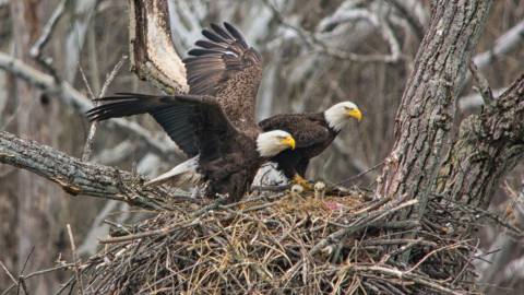 9 Dreamy Parks Around Cleveland That Are Overflowing With Wildlife