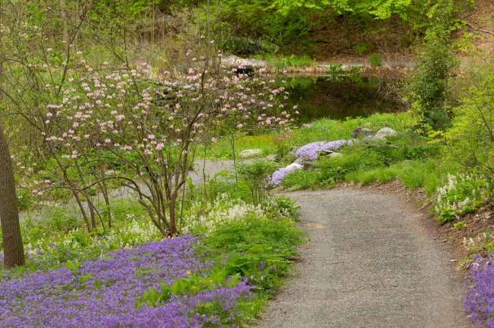 Secret Garden In The Woods: