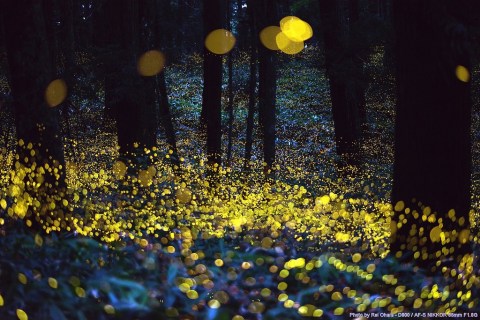 The Firefly Phenomenon In This Ancient Forest In South Carolina Is Magical And You'll Want To See It