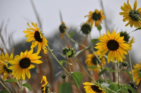 This Easy Wildflower Hike In Kansas Will Transport You Into A Sea Of Color