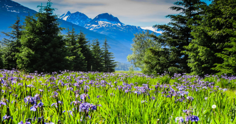 A Trip To Alaska's Neverending Wildflower Field Will Make Your Spring Complete