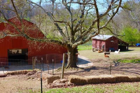 There's An Alpaca Farm In Alabama And You're Going To Love It