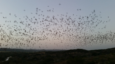 The Second-Largest Bat Population In The World Can Be Found Right Here In Texas