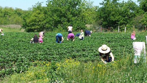 You’ll Have Loads Of Fun At These 5 Pick-Your-Own Fruit Farms In Oklahoma