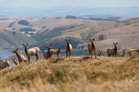 The Seashore Safari Tour In Northern California That You'll Definitely Want To Take