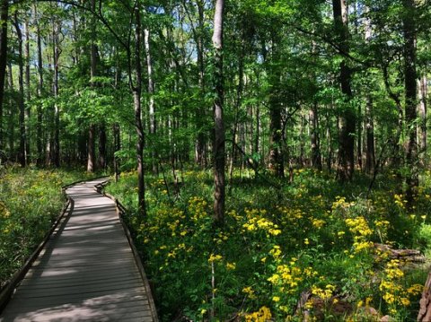 This Beautiful Boardwalk Trail In South Carolina Is The Most Unique Hike Around