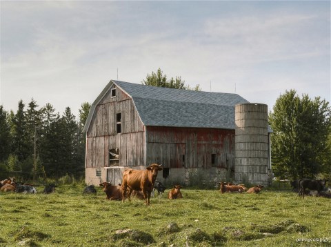 14 Dead Giveaways You Grew Up On A Wisconsin Farm