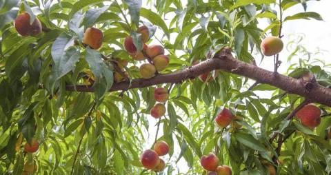 A Trip To This Delightful Peach Farm In Georgia Is Absolute Perfection