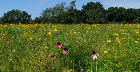 This Easy Wildflower Hike In Wisconsin Will Transport You Into A Sea Of Color