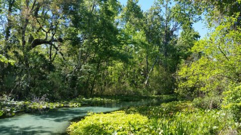 This Hidden Lazy River In Florida Has Some Of The Bluest Water In The State