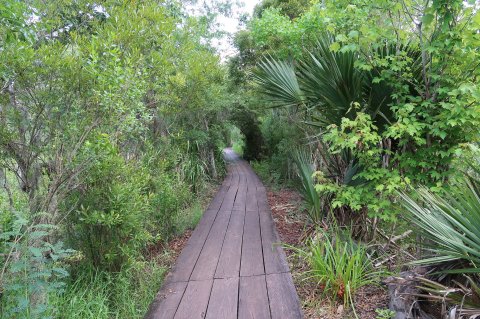 This Beautiful Boardwalk Trail Near New Orleans Is The Most Unique Hike Around