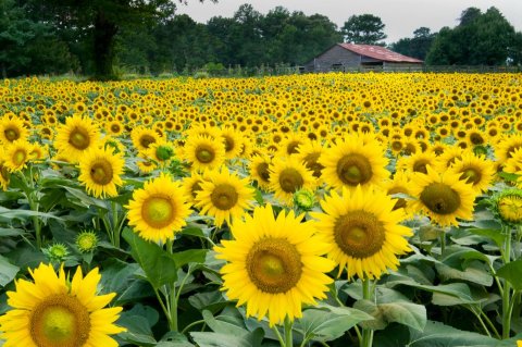 If There Is Any Time To Visit This One-Of-A-Kind Georgia Flower Farm, This Summer Is It