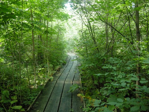 This Beautiful Boardwalk Trail Near Cincinnati Is The Most Unique Hike Around