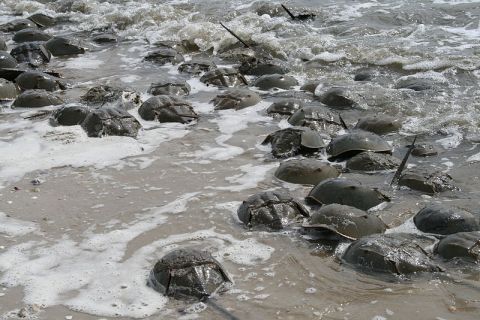 The Shores Of Connecticut's Beaches Are Being Invaded By Thousands Of Living Fossils