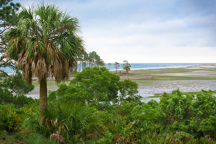 Beach and ocean view on St. Catherine's Island, Georgia, partially obscured by foliage