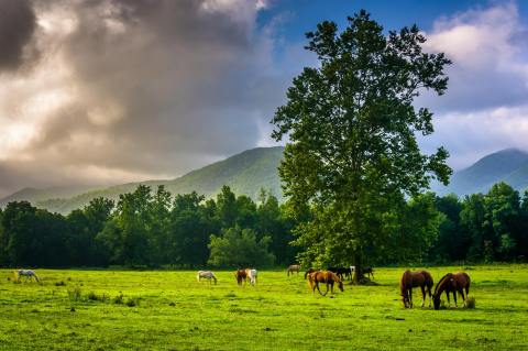 There’s No Other Campsite In Tennessee Quite Like This One