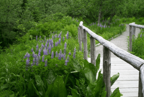 This Unique Rainforest Garden In Alaska Is The Stuff Of Dreams