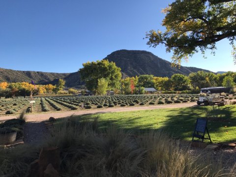 The Lavender Festival In New Mexico That’s Unlike Any Other