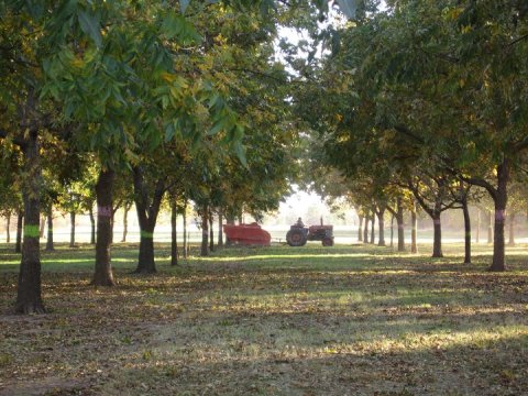 A Trip To This Delightful Peach Farm In Oklahoma Is Absolute Perfection