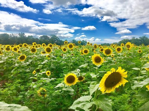 If You Live In Maryland, You’ll Want To Visit This Amazing Sunflower Field This Summer