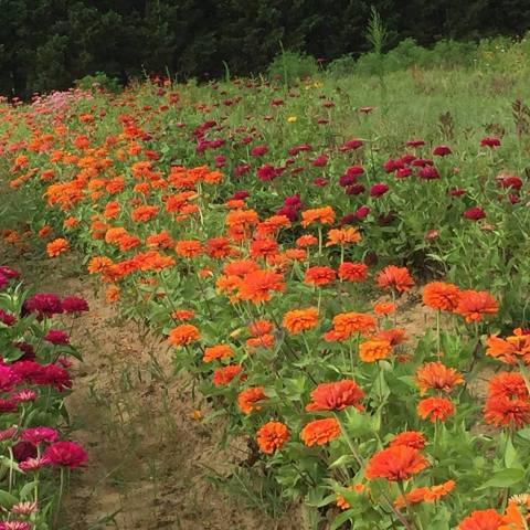 If There's Any Time To Visit This One-Of-A-Kind North Carolina Flower Farm, This Summer Is It