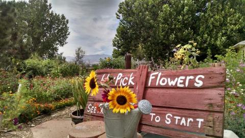 If There's Any Time To Visit This One-Of-A-Kind Colorado Flower Farm, This Summer Is It