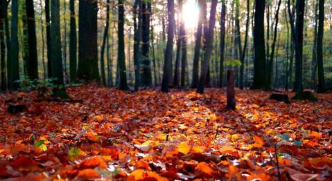 The Ancient Forest Near Buffalo That's Right Out Of A Storybook