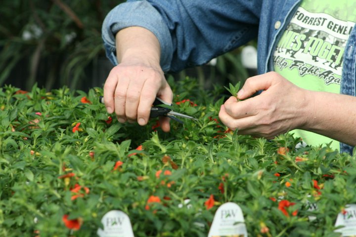 flower bed nursery