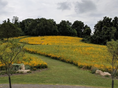 Get Lost In A Field Of Color At This Enchanting Meadow Near Pittsburgh