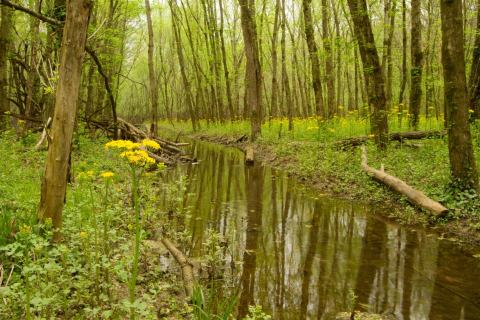 Get Lost In A Field Of Color At This Enchanting Wildflower Meadow In Tennessee