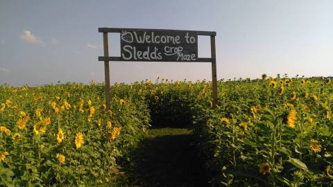 If There's Any Time To Visit This One-Of-A-Kind Florida Flower Farm, This Summer Is It