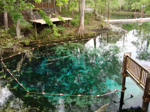 You'll Love This Florida Day Trip That Starts With A Swim In The Springs And Ends With Mouthwatering BBQ